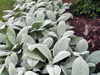 Stachys - Groundcover