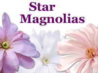 Star Magnolias