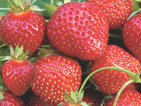 Strawberry Plants