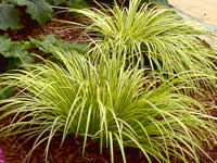 Acorus - Dwarf Sedge