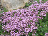 Thyme