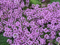 Thymus - Creeping Thyme