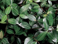 Trachelospermum - Asian Jasmine