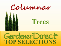 Trees - Columnar & Narrow