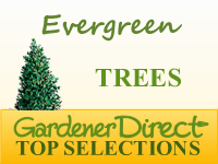 Trees - Evergreen