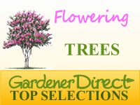 Trees - Flowering
