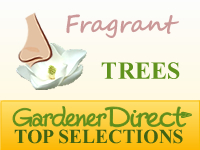 Trees - Fragrant