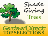 Trees - Shade Giving