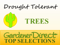 Trees - Xeriscaping