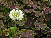 Trifolium - Dutch Clover