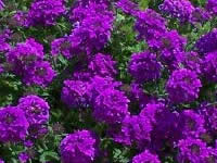 Verbena - Perennial