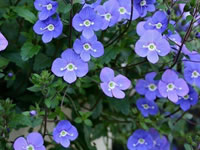 Veronica - Speedwell