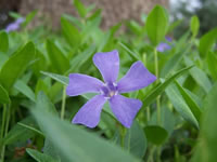 Vinca - Evergreen Periwinkle