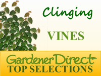 Vines - Self-Clinging