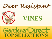 Vines - Deer Resistant