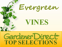 Vines - Evergreen
