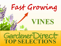 Vines - Fast Growing