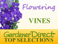 Vines - Flowering