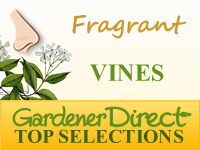 Vines - Fragrant