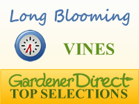 Vines - Long Blooming