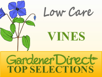 Vines - Low Maintenance