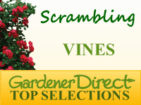 Vines - Scrambling
