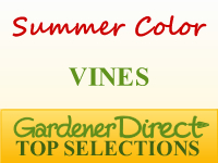 Vines for Summer Color