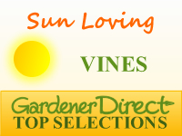 Vines - Sun Loving