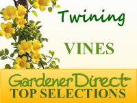 Vines - Twining