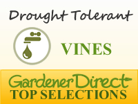 Vines - Xeriscape / Drought Tolerant