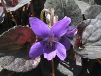 Viola - Perennial