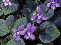 Viola - Violet