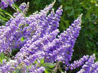 Vitex - Chaste Trees