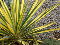 Yucca Plants