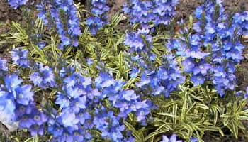 Veronica prostrata 'Goldwell' - Goldwell Creeping Veronica - 10 Count ...