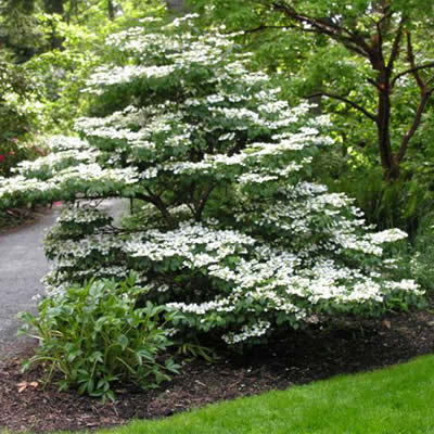 Summer Snowflake Viburnum