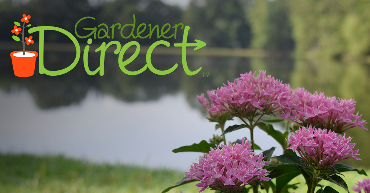 Gardener Direct Buy Plants Online Gardener Direct